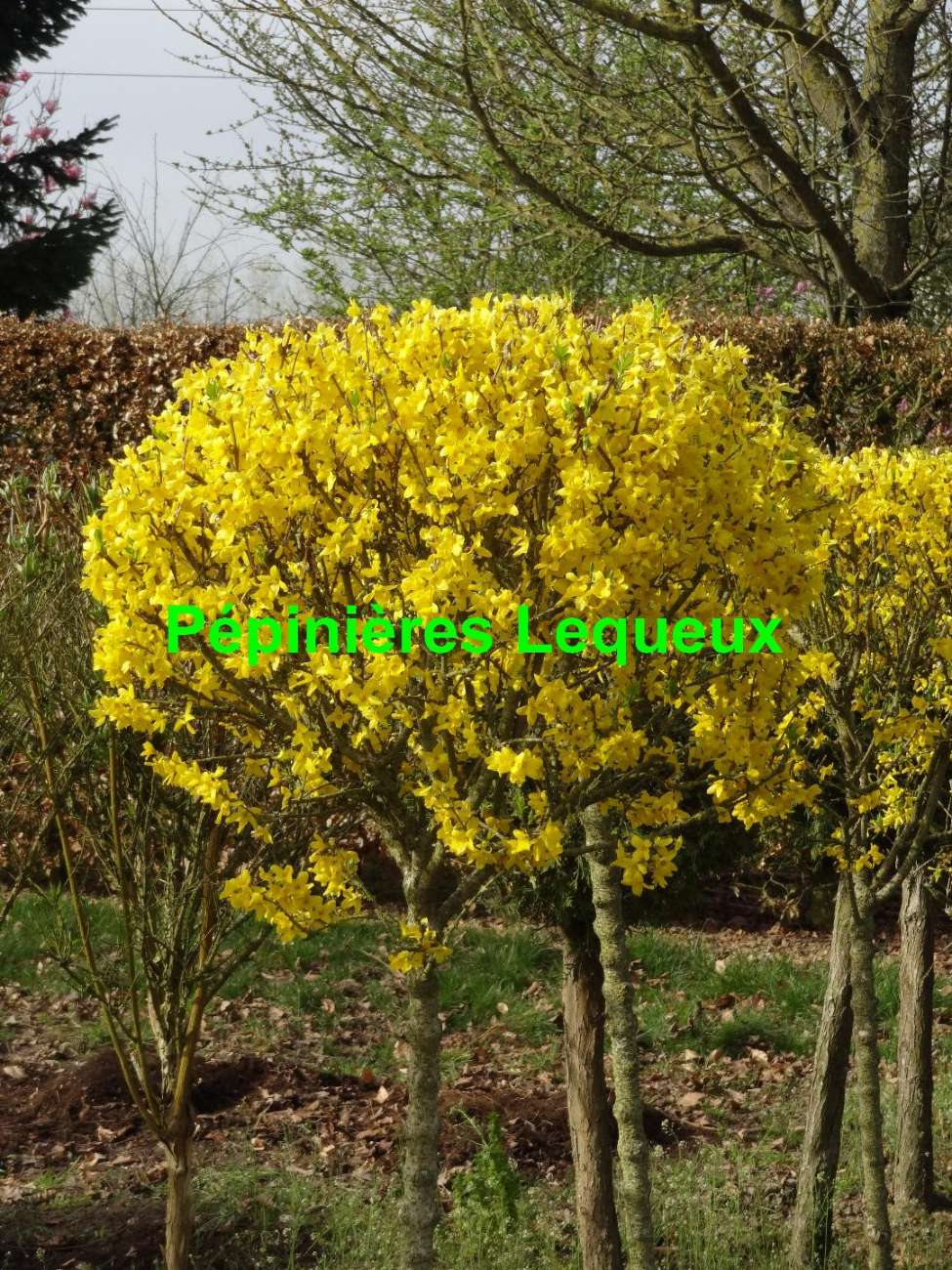 FORSYTHIA TIGE